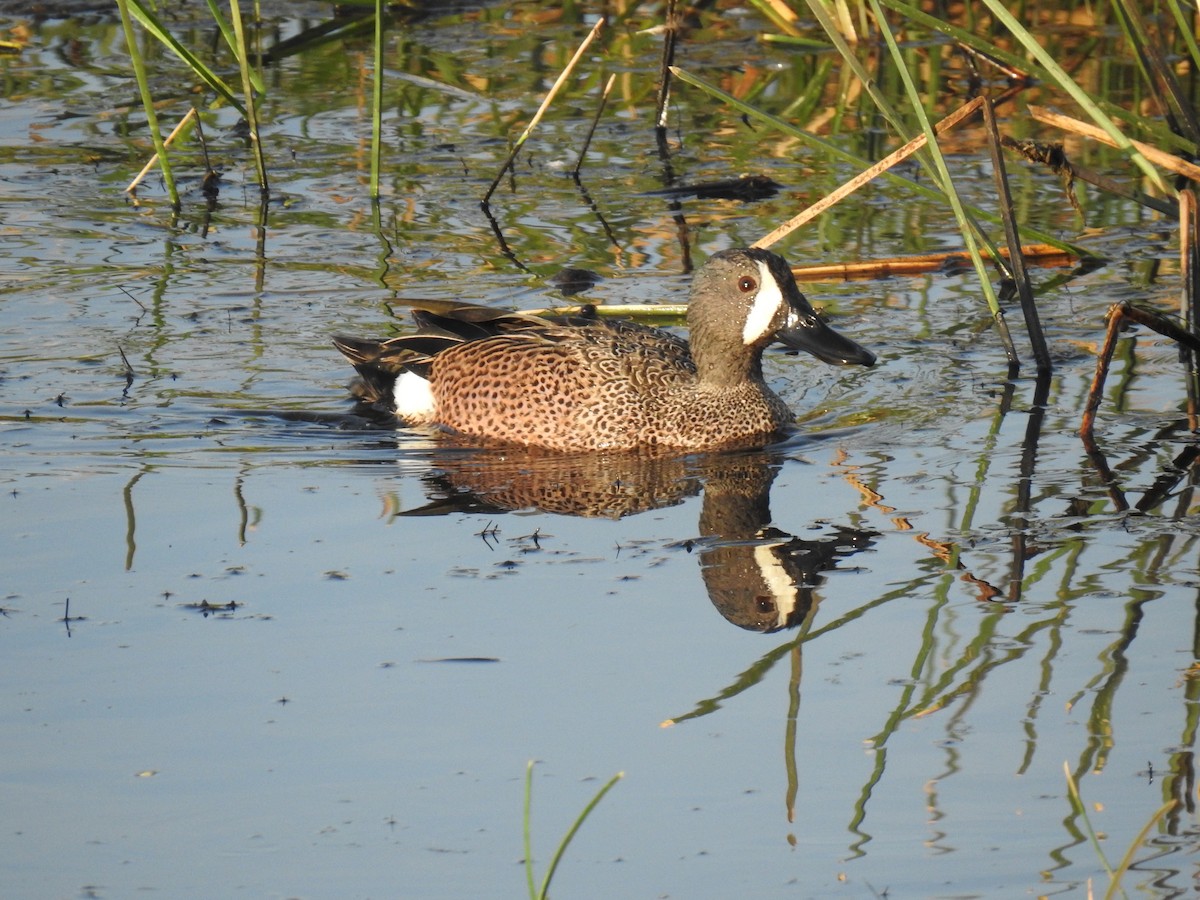 Blue-winged Teal - ML317220751