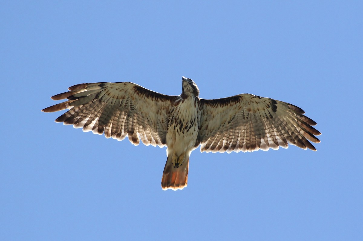Red-tailed Hawk (umbrinus) - eBird
