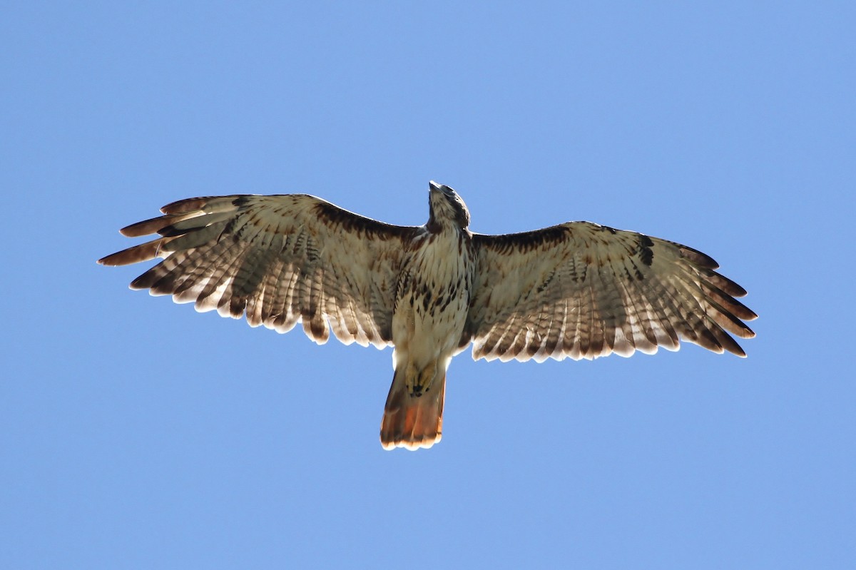 Red-tailed Hawk (umbrinus) - ML31722131