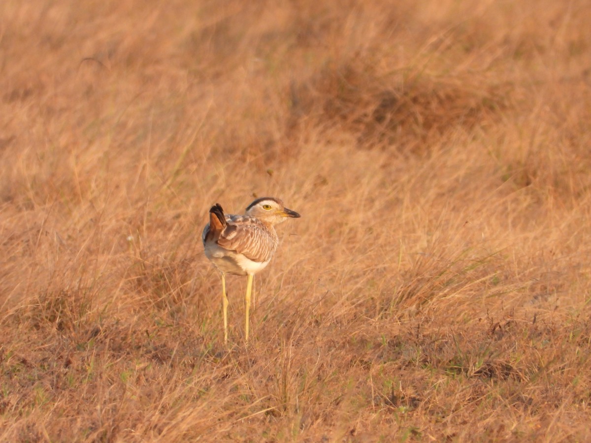 Double-striped Thick-knee - ML317223101