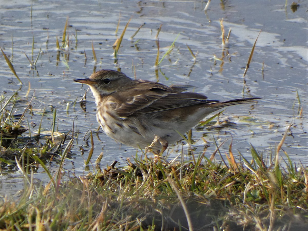 Meadow Pipit - ML317226081