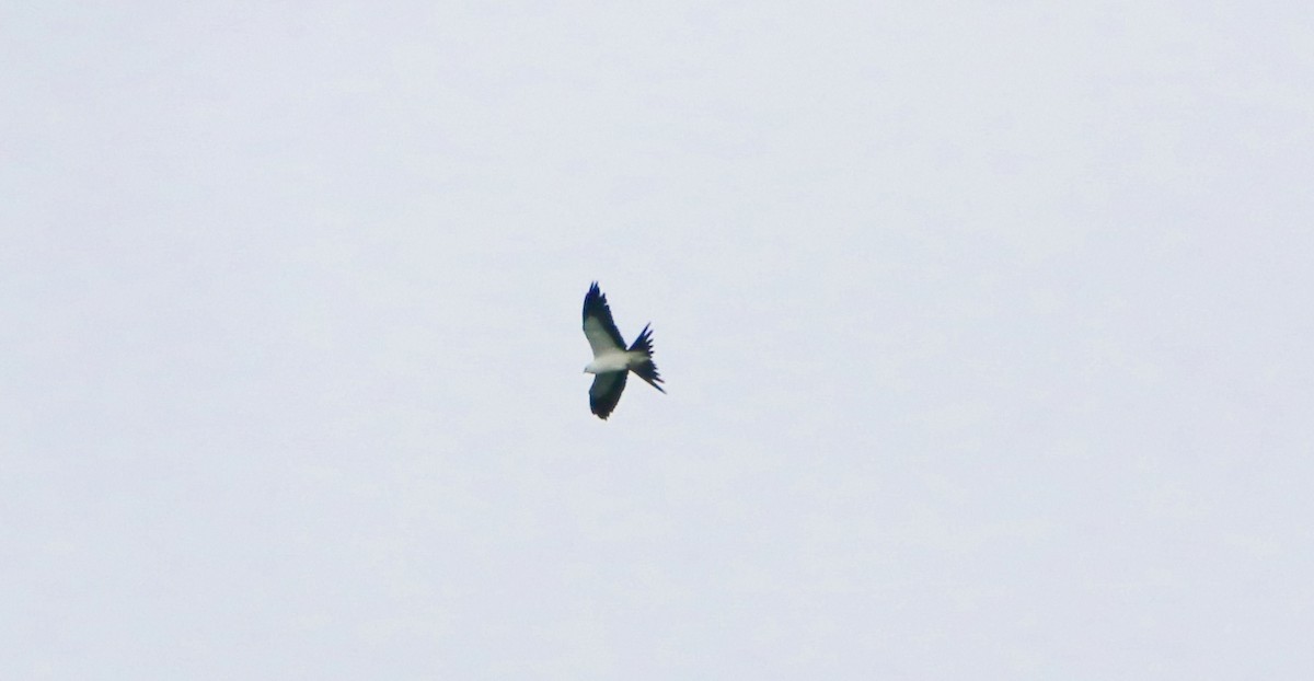 Swallow-tailed Kite - Rick Anderson