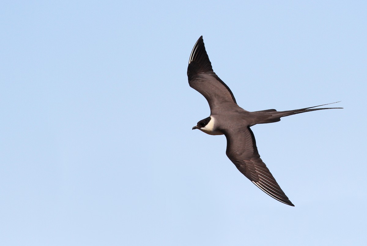 Long-tailed Jaeger - ML31723151