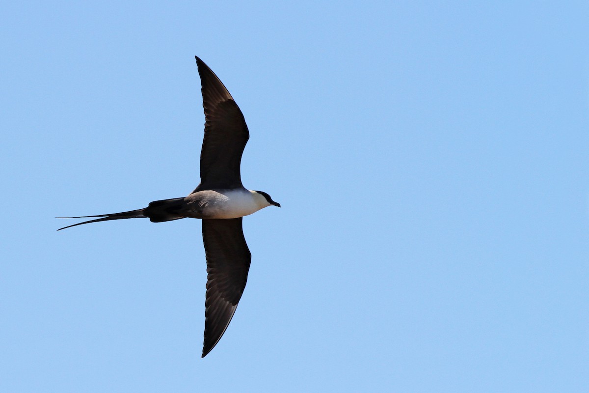 Long-tailed Jaeger - ML31723171