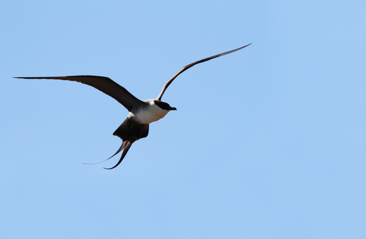 Long-tailed Jaeger - ML31723181