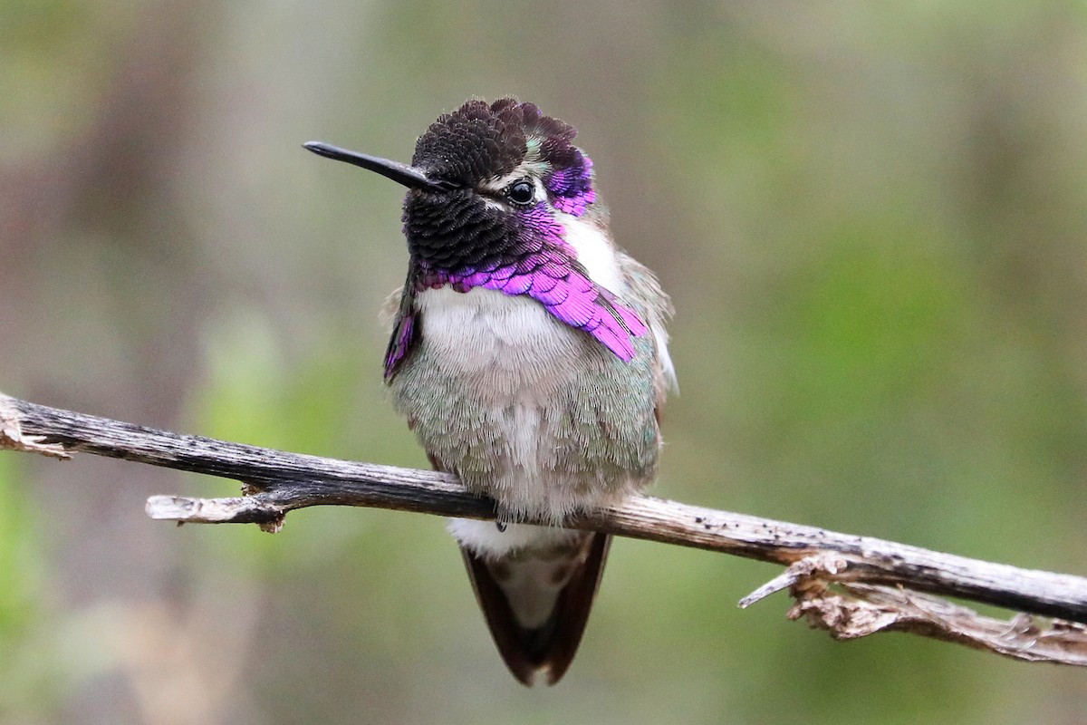 Costa's Hummingbird - Richard Bunn