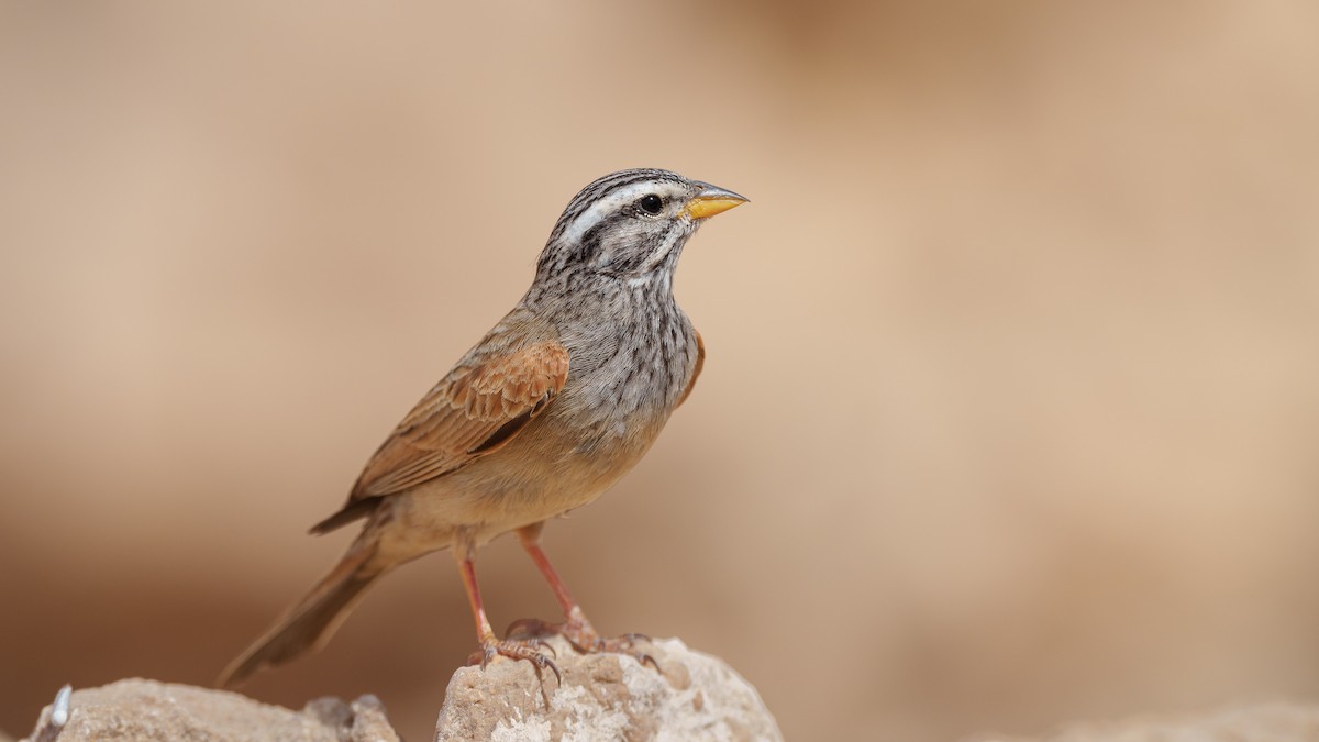 Striolated Bunting - ML317238701