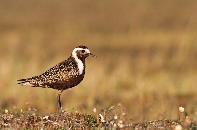 Probable Definitive Alternate Female American Golden Plover. - American Golden-Plover - 