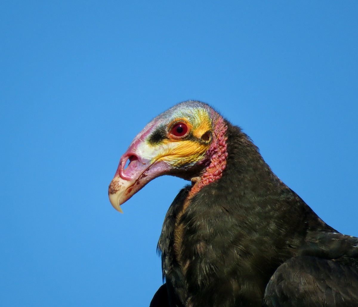 Lesser Yellow-headed Vulture - Mateo Bohringer
