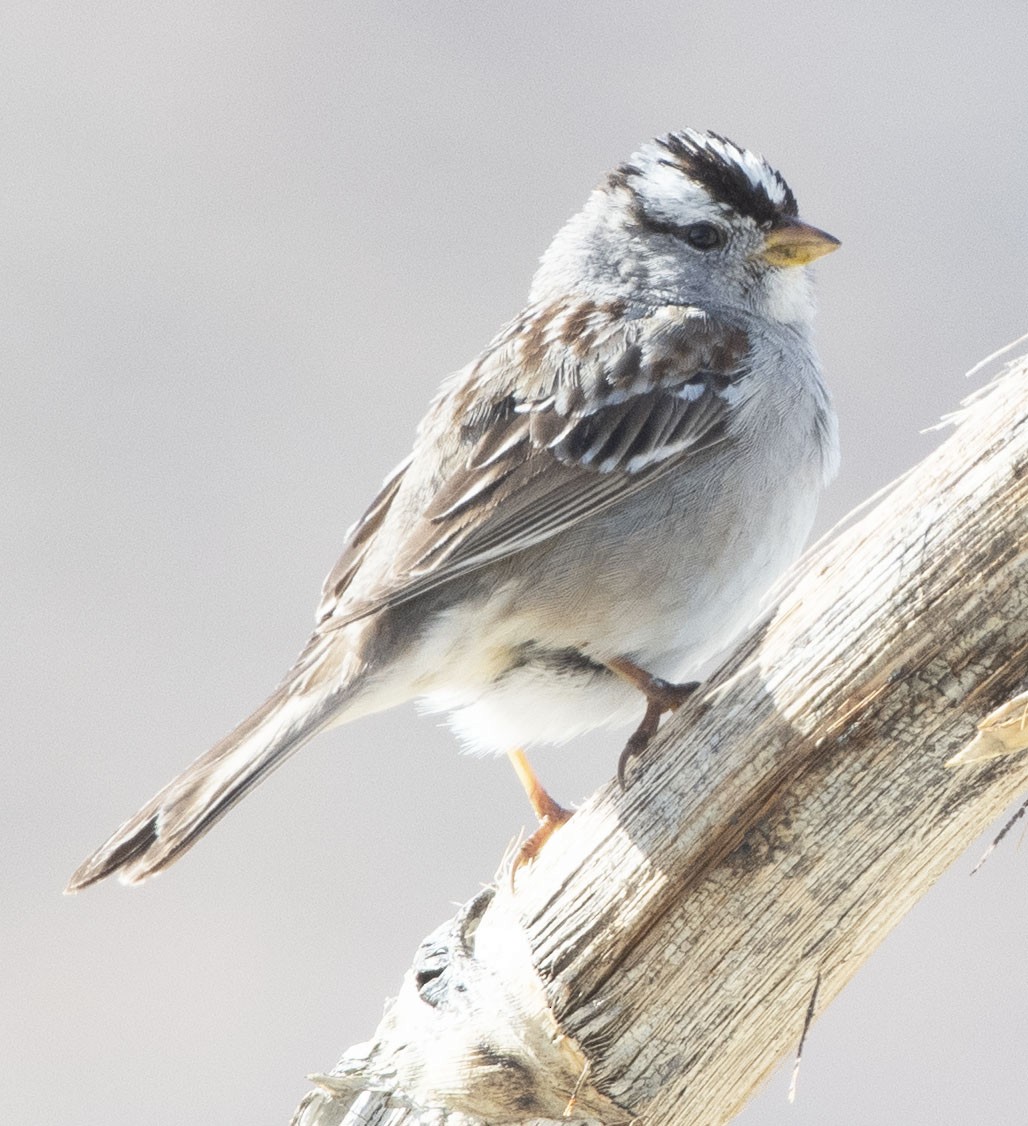 White-crowned Sparrow - ML317240651