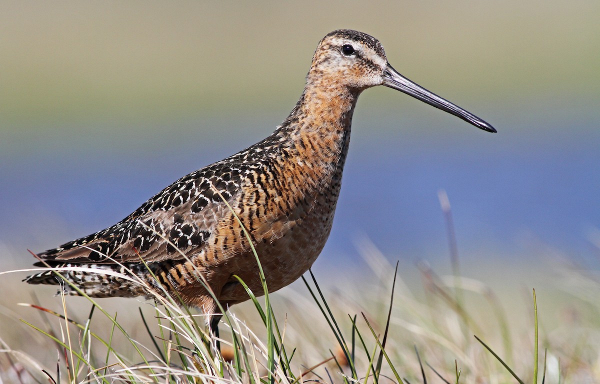 Long-billed Dowitcher - ML31724421