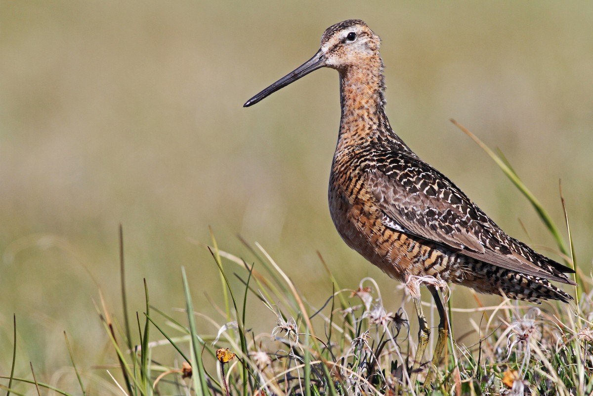 Long-billed Dowitcher - ML31724441