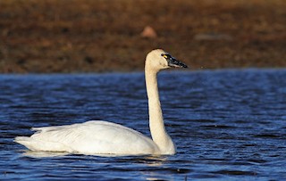  - Tundra Swan