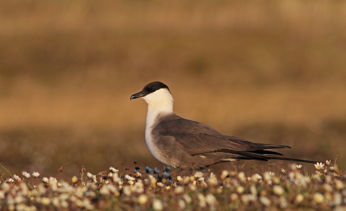 Long-tailed Jaeger - ML31724841