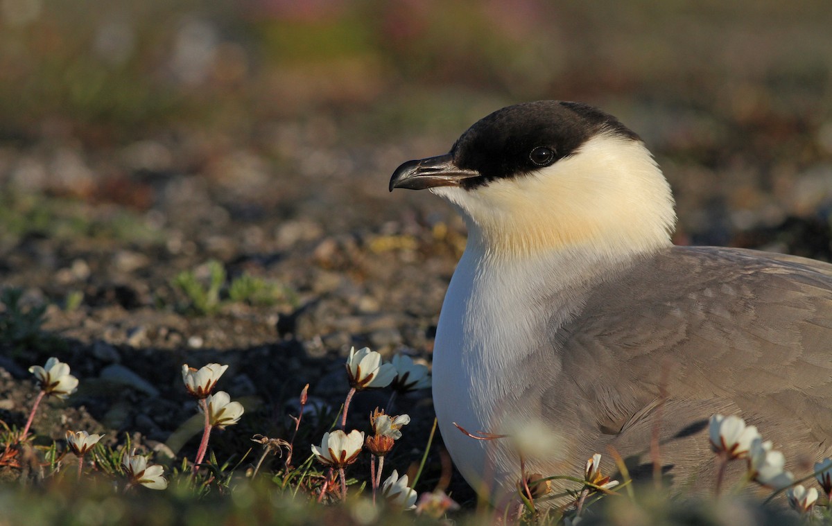 Long-tailed Jaeger - ML31724881
