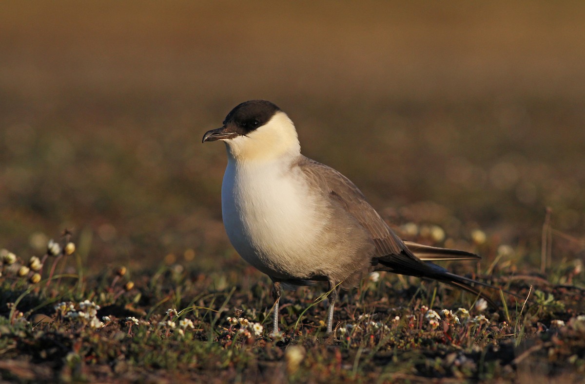 Long-tailed Jaeger - ML31724891