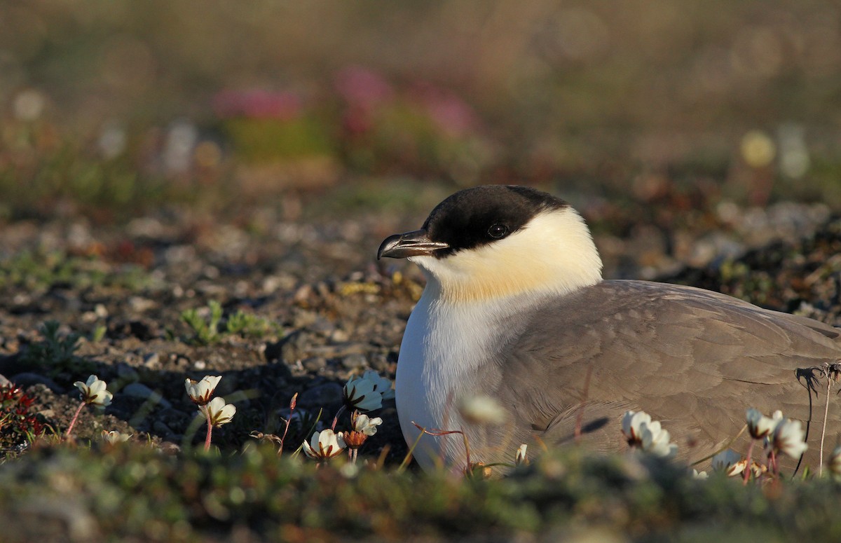 Long-tailed Jaeger - ML31724901