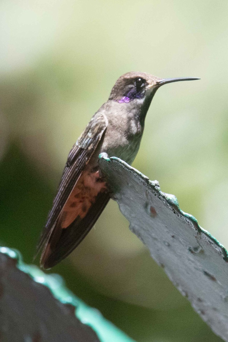 kolibřík fialovouchý - ML317249271