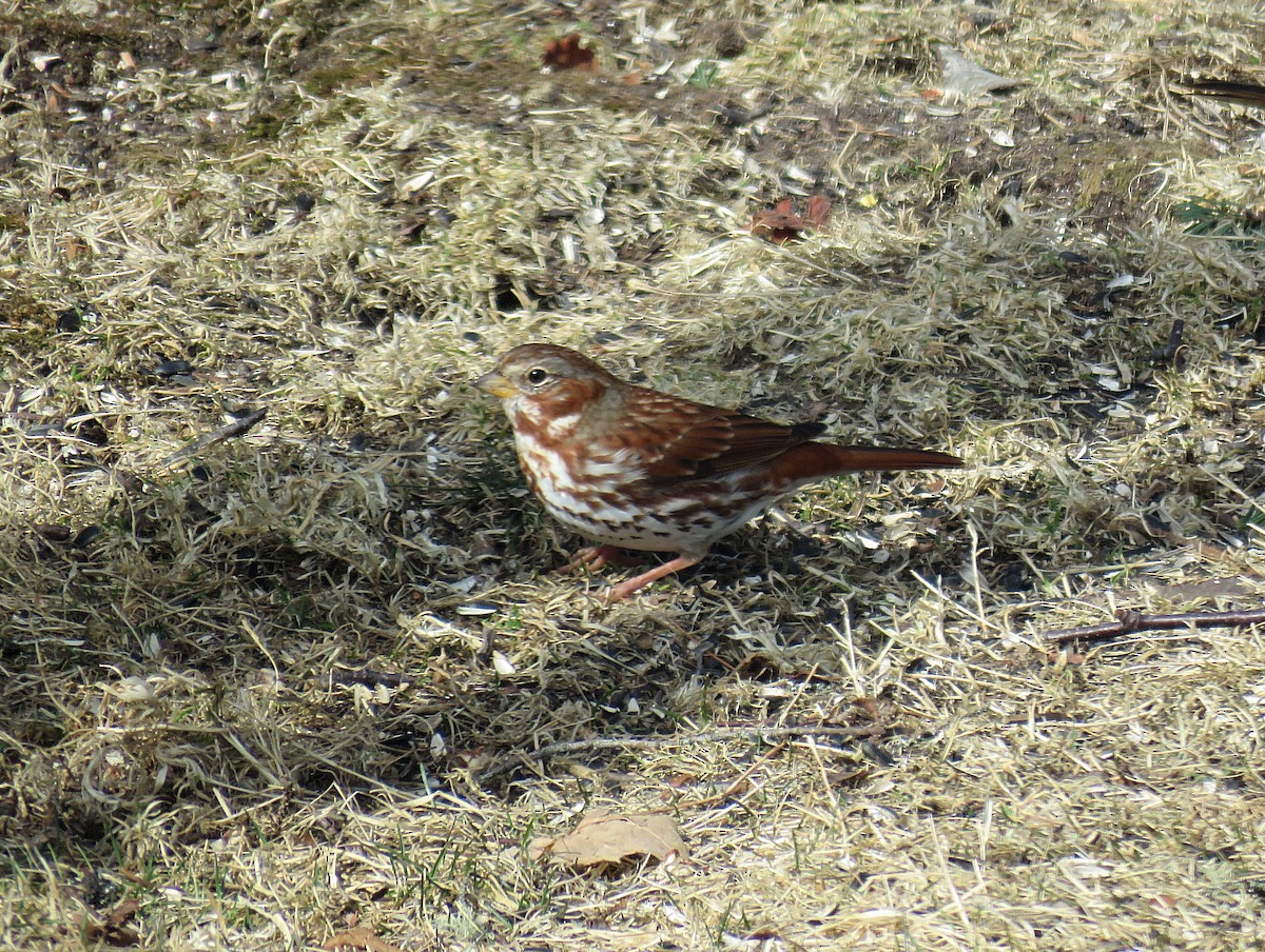 Fox Sparrow (Red) - ML317253601