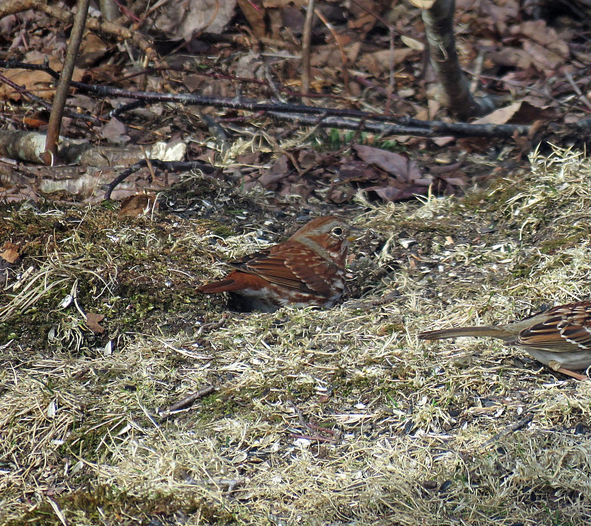Fox Sparrow (Red) - ML317254091