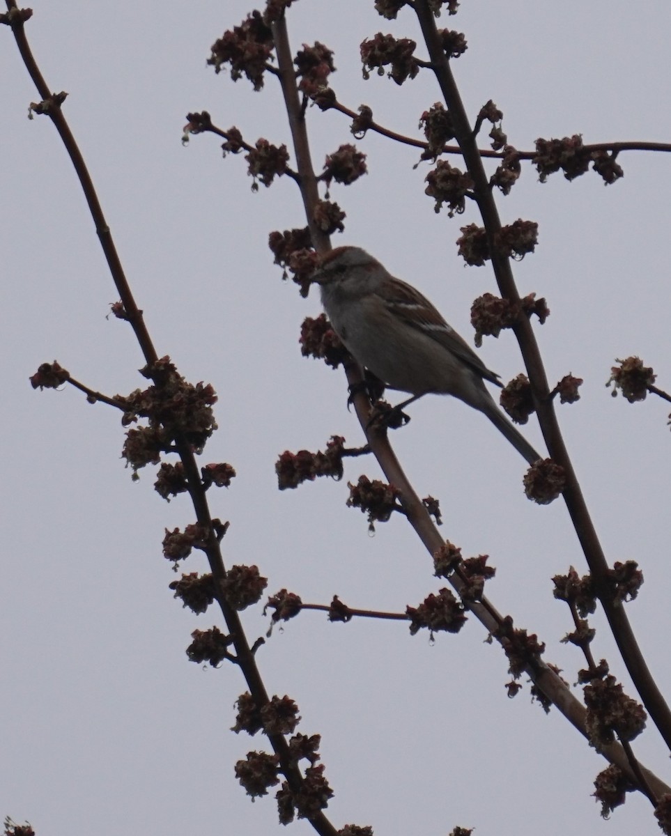 American Tree Sparrow - ML317262461