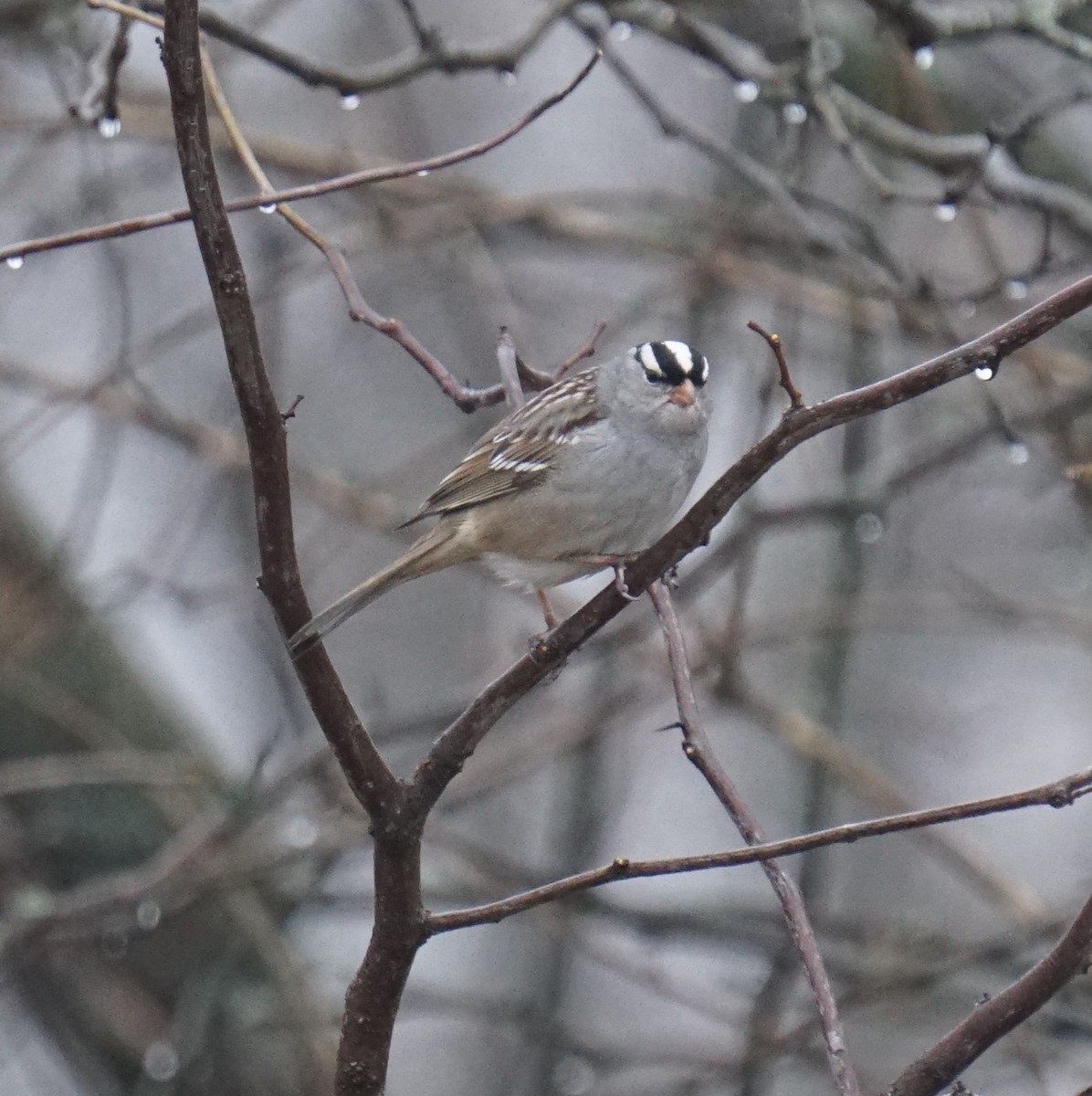 White-crowned Sparrow - ML317262571