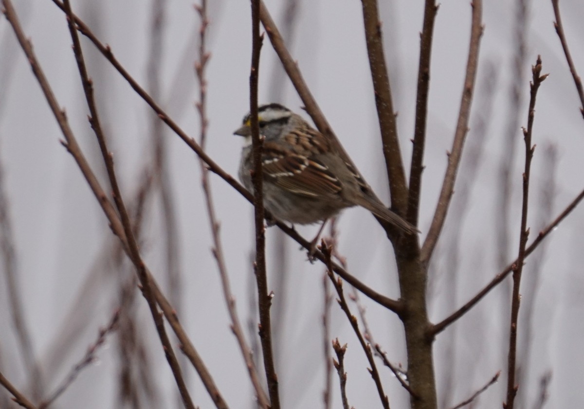 White-throated Sparrow - Cindy & Gene Cunningham