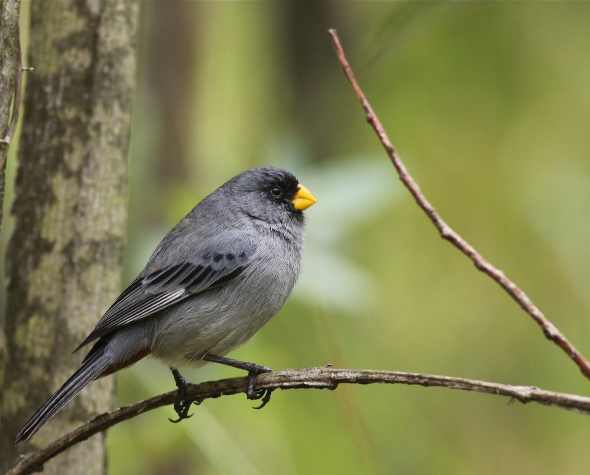 Band-tailed Seedeater - ML31726921