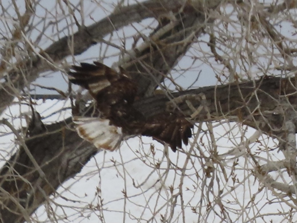 Red-tailed Hawk (Harlan's) - ML317269391