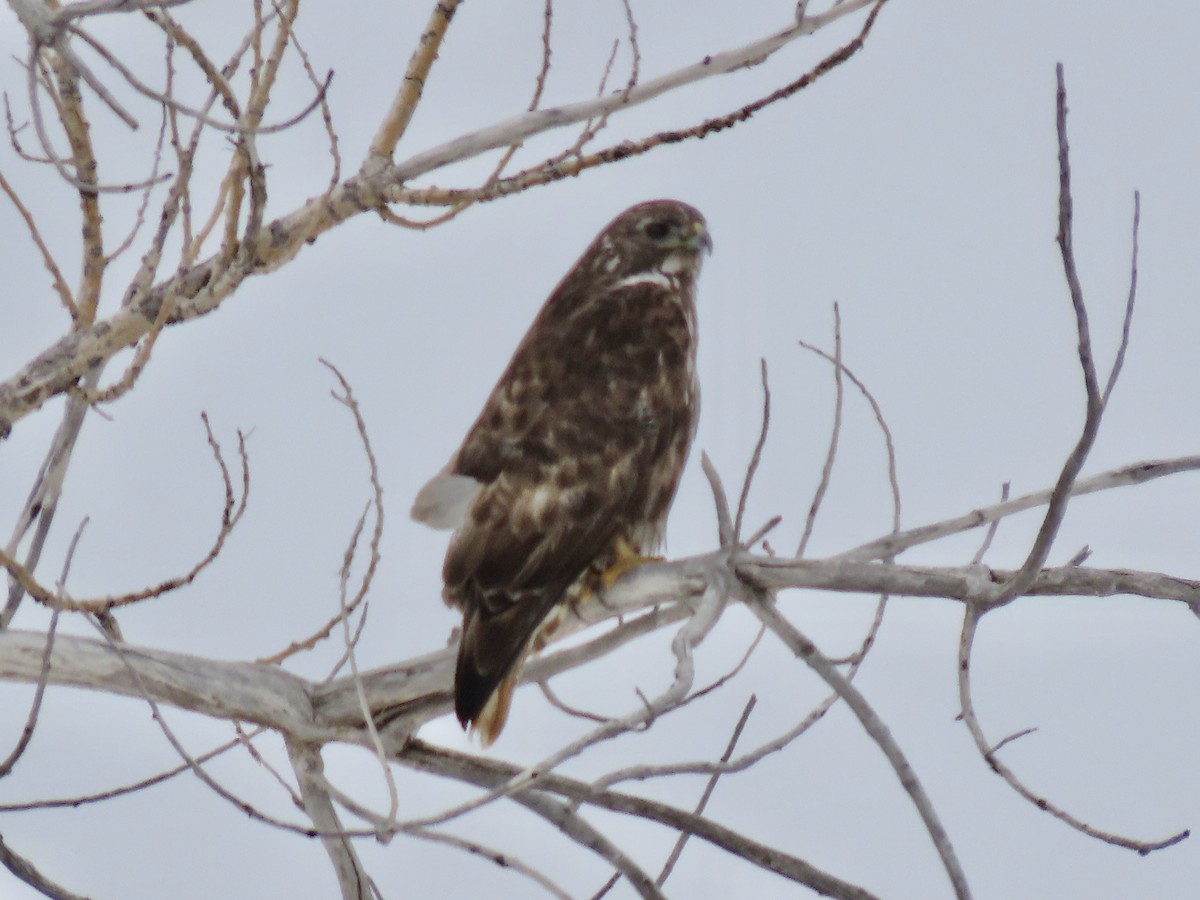 Red-tailed Hawk (Harlan's) - ML317269451