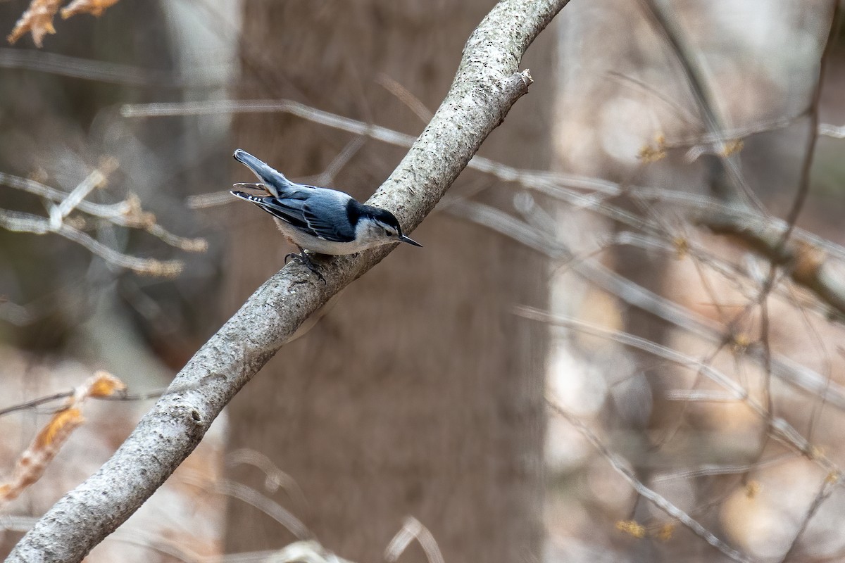 White-breasted Nuthatch - ML317269671