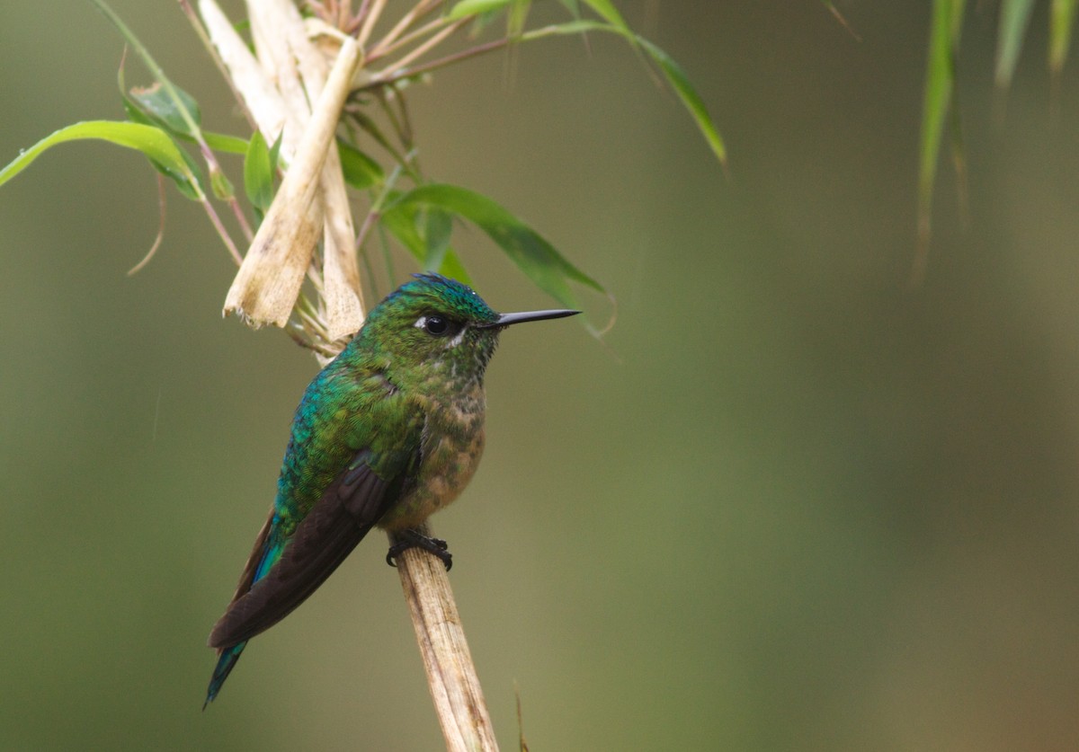 Long-tailed Sylph - ML31727031