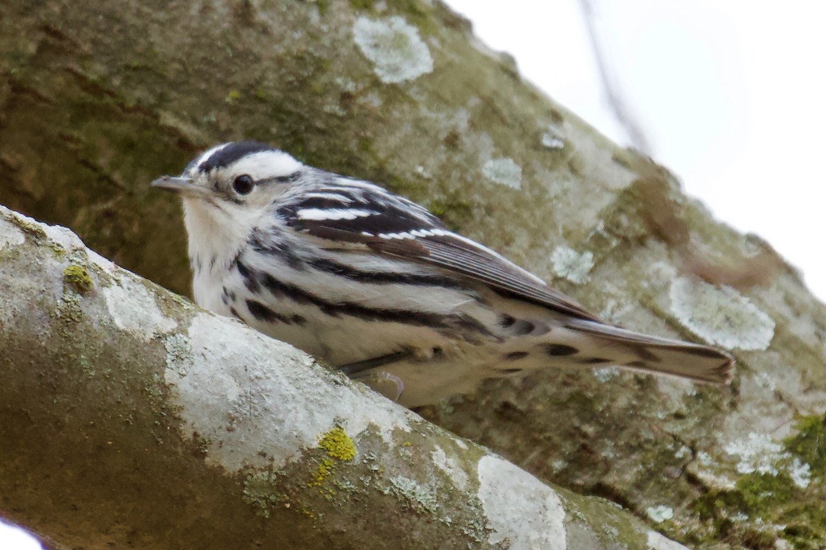 Black-and-white Warbler - ML317270861