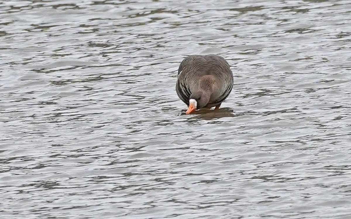 Greater White-fronted Goose - ML317272121