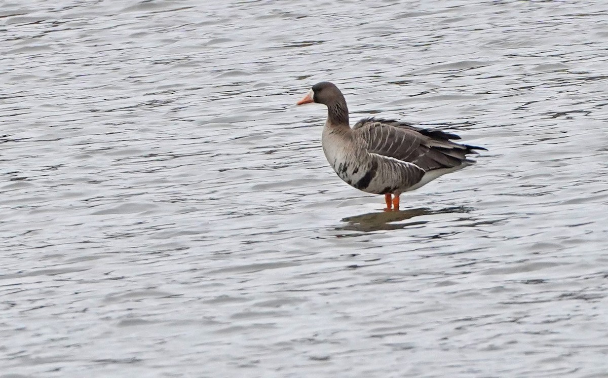 Greater White-fronted Goose - ML317272131