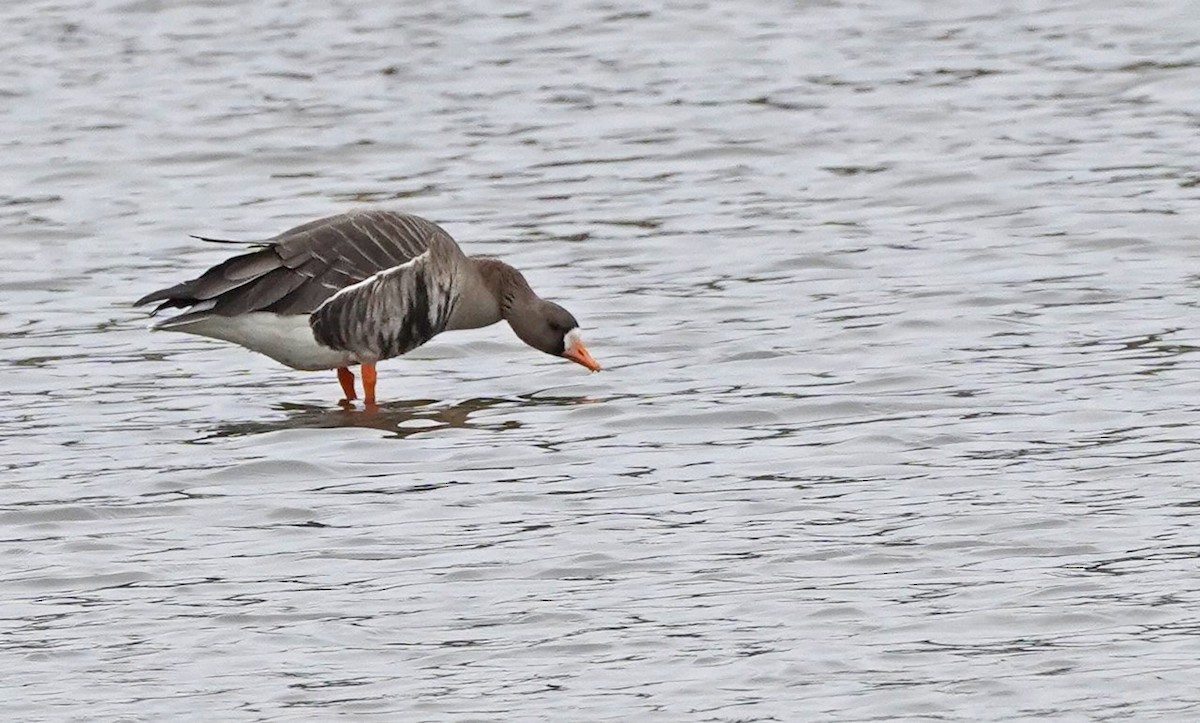Greater White-fronted Goose - ML317272141