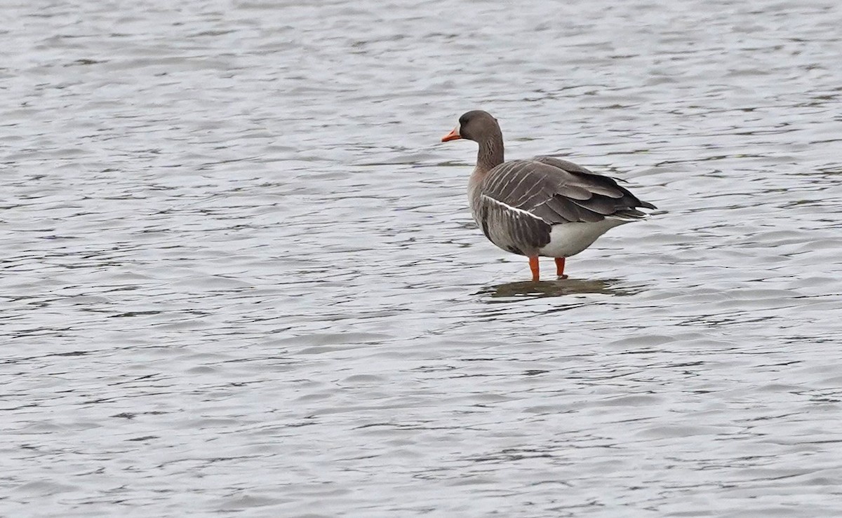 Greater White-fronted Goose - ML317272151