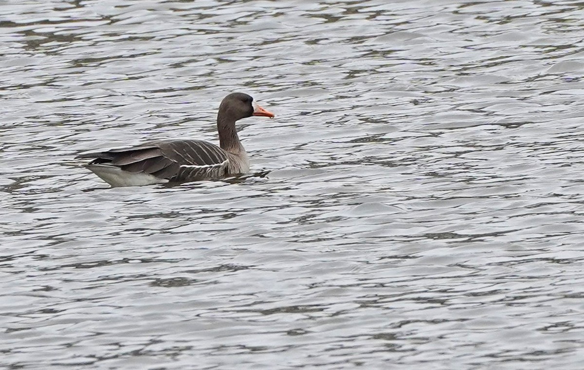 Greater White-fronted Goose - ML317272161