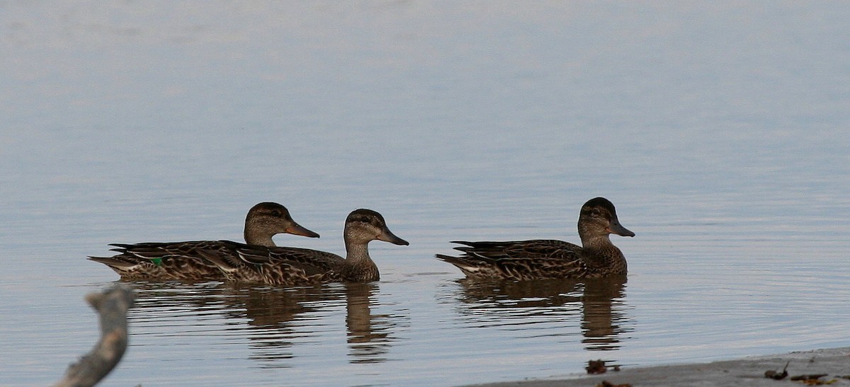 Green-winged Teal - ML31727241