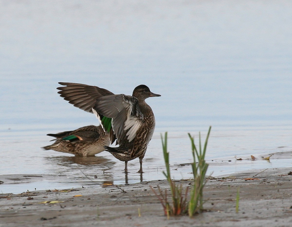 Green-winged Teal - Yves Dugré