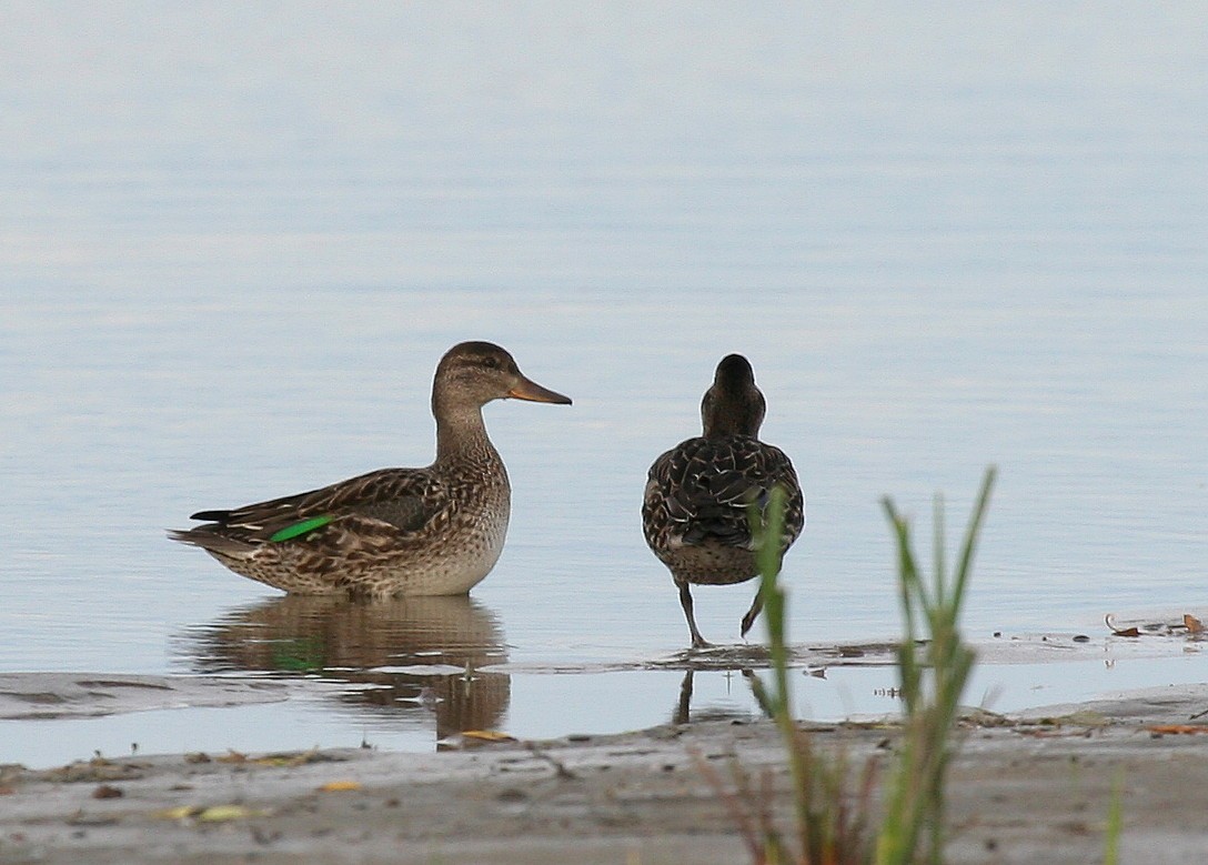 Green-winged Teal - ML31727281