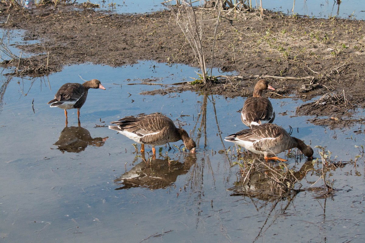 Greater White-fronted Goose - ML317272901