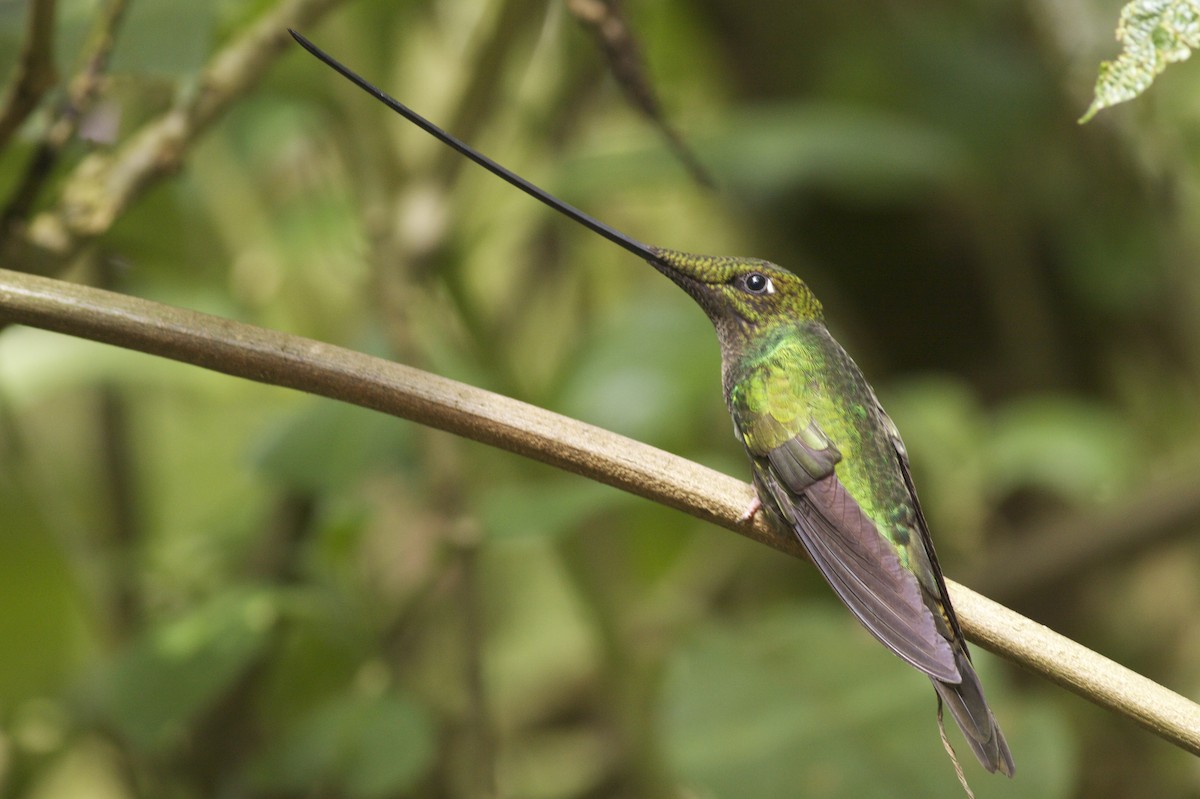 Sword-billed Hummingbird - ML31727571
