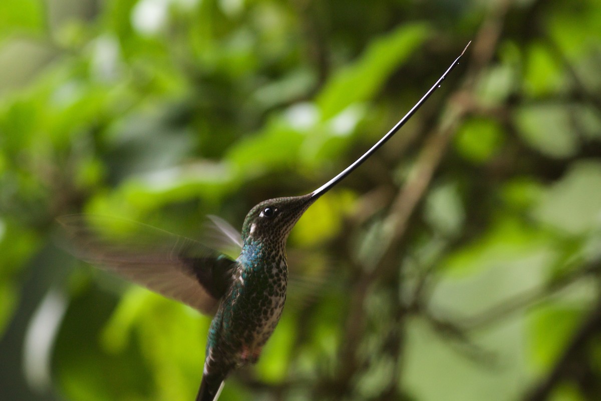 Sword-billed Hummingbird - ML31727591