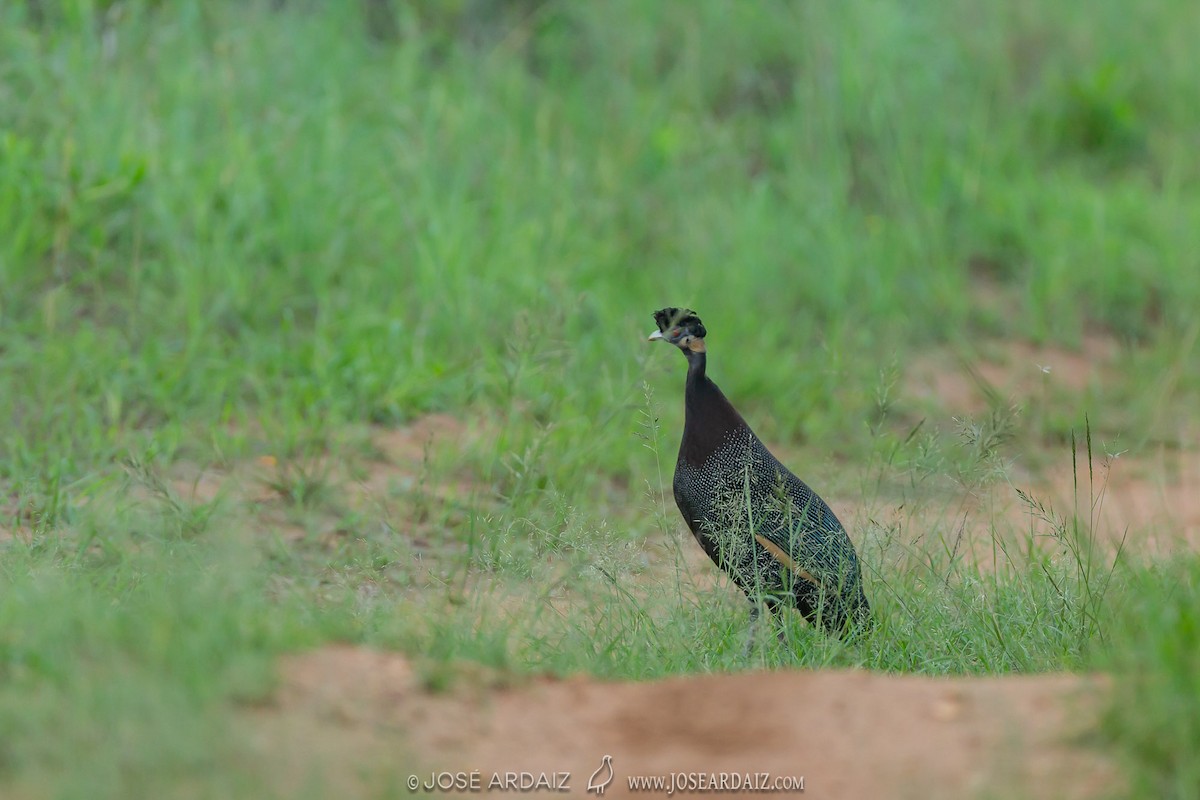 Southern Crested Guineafowl - ML317279941