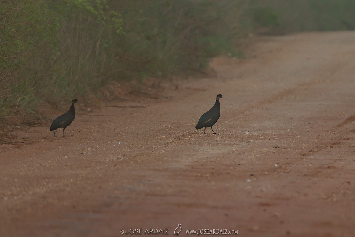 Southern Crested Guineafowl - ML317279951