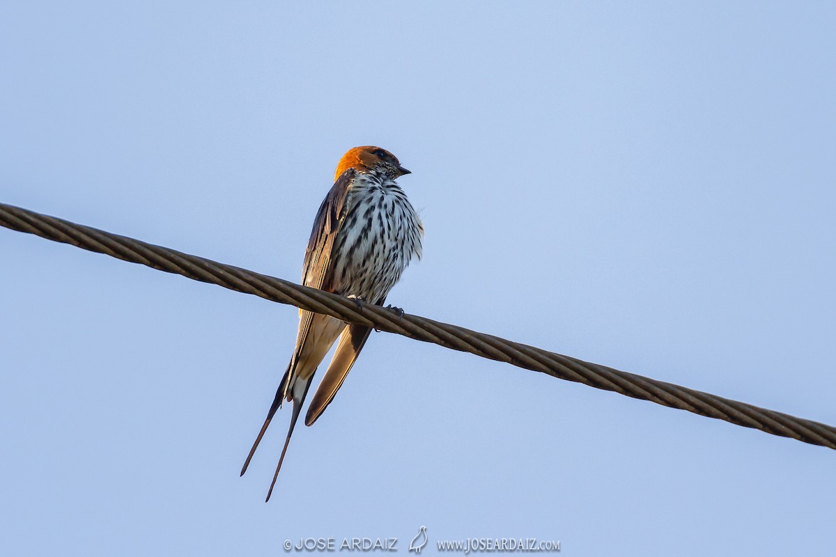 Lesser Striped Swallow - José Ardaiz Ganuza