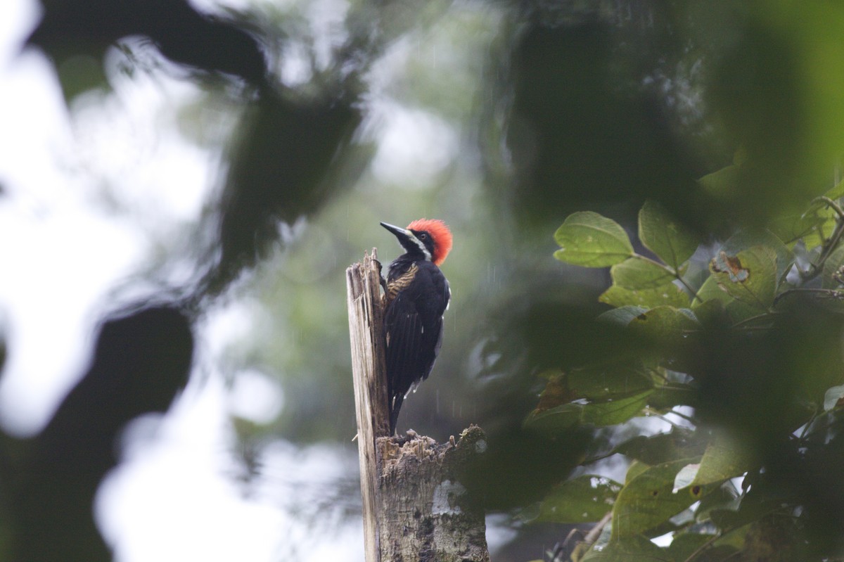 Powerful Woodpecker - Ian Davies