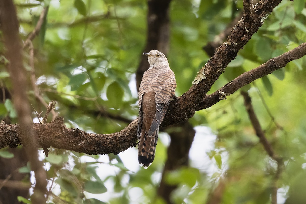 Common Cuckoo - Stefan Hirsch