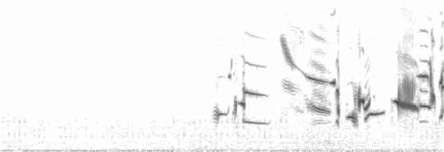 Plectrophane lapon - ML31728761